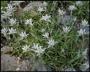 Seminte profesionale  Leontopodium alpinum - Floare de Colt - imagine 49499